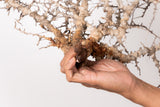 TN100コミフォラ エイル Commiphora sp. 'Eyl'