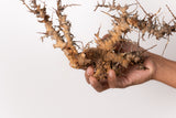 TN101コミフォラ エイル Commiphora sp. 'Eyl'