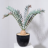 25 エンセファラルトス・ホリダス