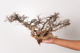 TN102コミフォラ エイル Commiphora sp. 'Eyl'