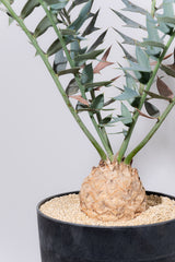 25 エンセファラルトス・ホリダス