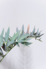 25 エンセファラルトス・ホリダス