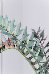 25 エンセファラルトス・ホリダス