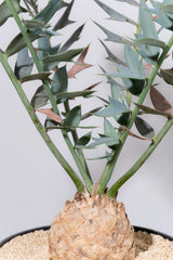 25 エンセファラルトス・ホリダス