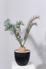 25 エンセファラルトス・ホリダス