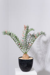 25 エンセファラルトス・ホリダス