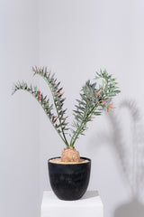 25 エンセファラルトス・ホリダス