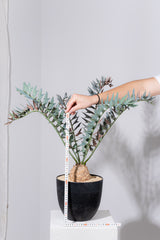 25 エンセファラルトス・ホリダス