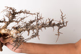 TN103コミフォラ エイル Commiphora sp. 'Eyl'