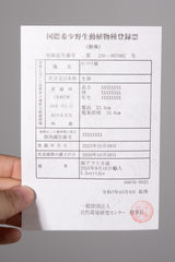 25 エンセファラルトス・ホリダス