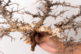 TN103コミフォラ エイル Commiphora sp. 'Eyl'