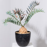 23 エンセファラルトス・ホリダス