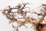 TN103コミフォラ エイル Commiphora sp. 'Eyl'