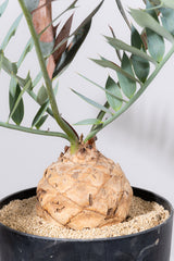 23 エンセファラルトス・ホリダス