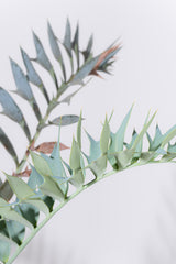 23 エンセファラルトス・ホリダス