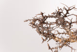 TN103コミフォラ エイル Commiphora sp. 'Eyl'