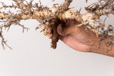 TN103コミフォラ エイル Commiphora sp. 'Eyl'