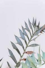 23 エンセファラルトス・ホリダス