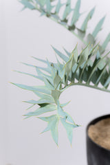 23 エンセファラルトス・ホリダス