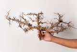TN103コミフォラ エイル Commiphora sp. 'Eyl'