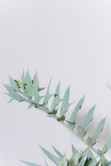 23 エンセファラルトス・ホリダス