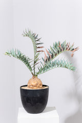 23 エンセファラルトス・ホリダス