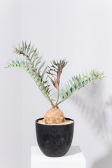 23 エンセファラルトス・ホリダス