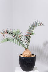 23 エンセファラルトス・ホリダス