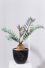 23 エンセファラルトス・ホリダス