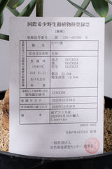 23 エンセファラルトス・ホリダス