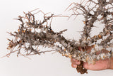 TN104コミフォラ エイル Commiphora sp. 'Eyl'