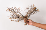 TN104コミフォラ エイル Commiphora sp. 'Eyl'