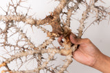 TN104コミフォラ エイル Commiphora sp. 'Eyl'