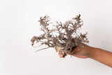 TN105コミフォラ エイル Commiphora sp. 'Eyl'