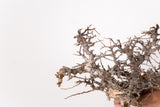 TN105コミフォラ エイル Commiphora sp. 'Eyl'