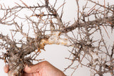 TN106コミフォラ エイル Commiphora sp. 'Eyl'