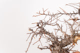 TN106コミフォラ エイル Commiphora sp. 'Eyl'