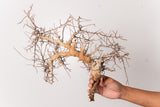 TN106コミフォラ エイル Commiphora sp. 'Eyl'