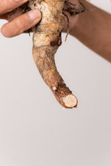 TN106コミフォラ エイル Commiphora sp. 'Eyl'