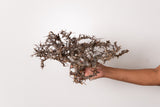 TN107コミフォラ エイル Commiphora sp. 'Eyl'