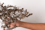 TN107コミフォラ エイル Commiphora sp. 'Eyl'