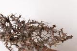 TN107コミフォラ エイル Commiphora sp. 'Eyl'