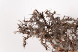 TN107コミフォラ エイル Commiphora sp. 'Eyl'