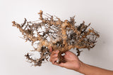 TN107コミフォラ エイル Commiphora sp. 'Eyl'