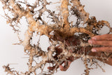 TN107コミフォラ エイル Commiphora sp. 'Eyl'