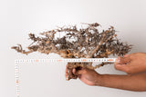 TN107コミフォラ エイル Commiphora sp. 'Eyl'