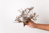 TN109コミフォラ エイル Commiphora sp. 'Eyl'