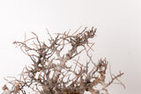 TN109コミフォラ エイル Commiphora sp. 'Eyl'