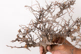 TN109コミフォラ エイル Commiphora sp. 'Eyl'