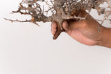 TN109コミフォラ エイル Commiphora sp. 'Eyl'